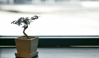 新西兰柏怎么养殖 新西兰柏的养殖方法