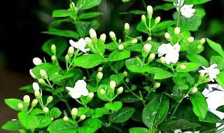 茉莉怎么养 刚栽的茉莉的养殖方法