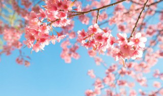 嫁接彩麒麟的养殖方法是什么 嫁接彩麒麟的养殖方法