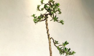 金钻罗汉松盆养殖注意事项 金钻罗汉松盆养殖方法