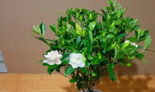 小叶栀子花养殖方法与注意事项 小叶桅子养殖方法