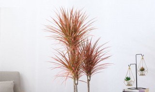 植物龙须的养殖方法有哪些 植物龙须的养殖方法