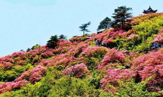 映山红如何养殖 映山红怎么养殖方法