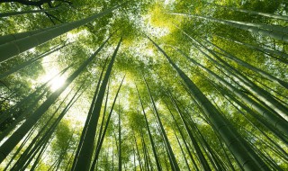 圆叶竹柏的怎么养 圆叶竹柏的养殖方法