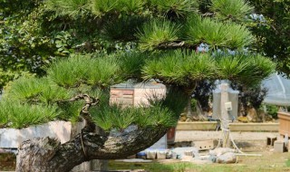 松树的养殖方法有哪些 松树的养殖方法