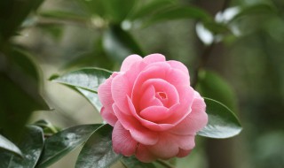 红宝石绿植养殖方法有什么 红宝石绿植养殖方法