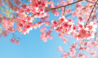 虎头茉莉的养殖方法是什么 虎头茉莉的养殖方法