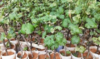 阳台盆栽葡萄如何种植 阳台盆栽葡萄种植方法