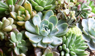 多肉植物冬天几度就要挪回室内 多肉植物冬天多少度应放入室内养
