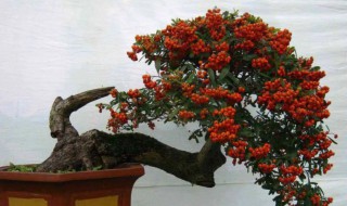 火棘盆栽哪个季节修剪 火棘盆栽什么季节修剪