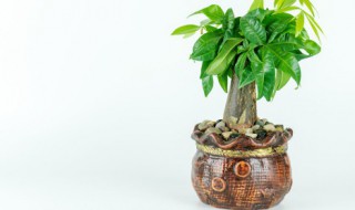 常见室内植物养殖方法有哪些 常见室内植物养殖方法