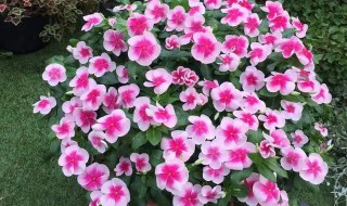 可以在室内盆栽常年开花 室内盆栽常年开花