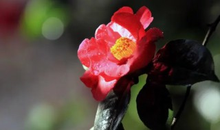 山茶花南方盆栽如何配土壤 山茶花南方盆栽怎么配土壤