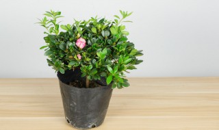 家里养杜鹃花好不好 家里养杜鹃花好吗
