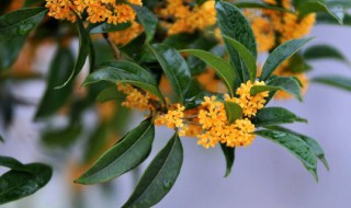 有关杭州市的市花介绍 杭州市的市花有哪些