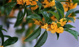 有关威海市的市花介绍 威海市的市花叫什么