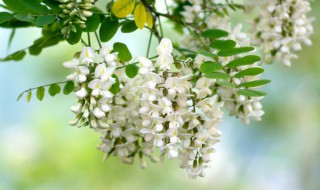 槐树什么时候开花呢 槐树几月开花
