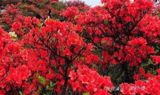 杜鹃花是深圳的市花的原因 为什么杜鹃花是深圳的市花