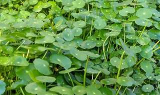 金钱草什么时候开花呢 金钱草几月份开花开什么样的花