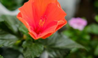 南宁的市花市树到底是啥 南宁的市花市树是什么