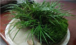 盆栽菖蒲用哪些土栽 盆栽菖蒲用什么土栽
