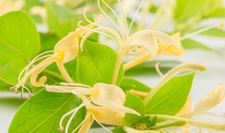 冬天盆栽金银花可不可以养在室内 盆栽金银花冬天能在室内养吗