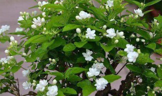 茉莉花作为福州市花的原因 为什么将茉莉花作为福州市花