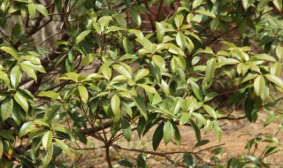 修剪桂花的教程 盆栽桂花怎么修剪