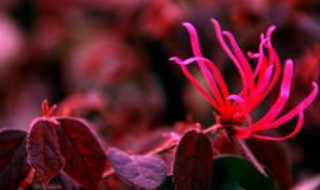 株洲市的市花简介 株洲市的市花是什么花