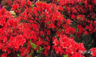 杜鹃花放在哪里最佳 杜鹃花放哪里好