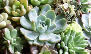 多肉植物白牡丹花语简介 多肉植物白牡丹花语