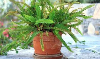 关于蕨类植物繁殖方法介绍 蕨类植物靠什么繁殖后代