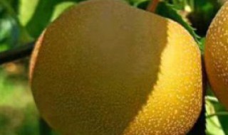 梨子核如何种盆栽 梨核小盆栽种植方法
