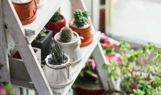 如何种植迷你盆栽 迷你盆栽种植方法