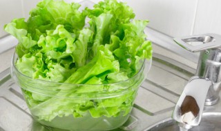 盆栽生菜的种植方法是什么 盆栽生菜的种植方法