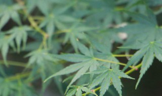 枫树的种植方法 盆栽枫树种植方法