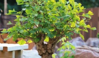 盆栽银杏树种植的详细步骤介绍 盆栽银杏种植方法