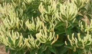 金银花怎么种植好 金银花怎么养殖方法