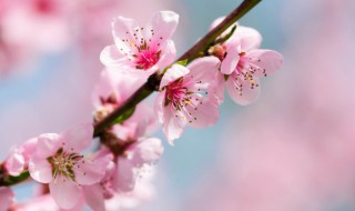 梅花结籽桃花开花的简介 梅花结籽桃花开花各在哪个月份