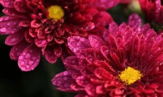 菊花牡丹梅花有什么不同 菊花牡丹梅花有什么区别