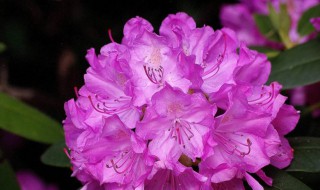 杜鹃花开花的月份 杜鹃花一般几月份开花