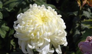 什么时候菊花开花 菊花几月份开花