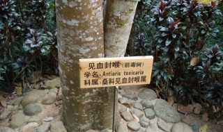 箭毒木又叫见血封喉树的原因 为什么箭毒木又叫见血封喉树