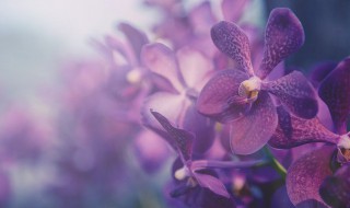 如何栽种兰花 兰花怎么栽种