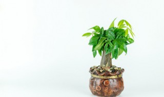 如何栽培发财树 发财树怎么栽