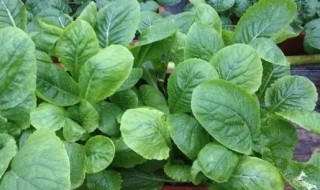 盆栽小白菜的种植方法介绍 盆栽小白菜的种植方法