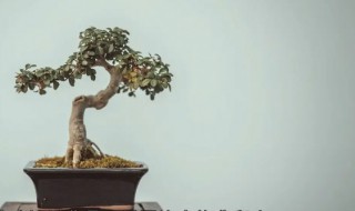 榕树盆景叶子发黄如何处理 榕树盆景叶子发黄怎么办