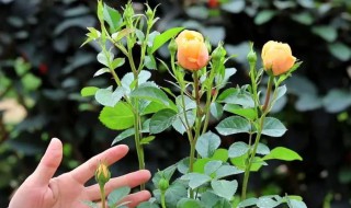 月季花苗如何栽培 月季花苗怎么栽培