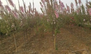 樱花树苗如何栽培 樱花树苗怎么栽培