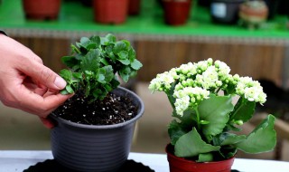 长寿花如何栽培 长寿花怎么栽培